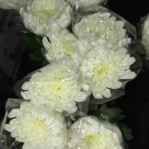 广州菊花全国发货