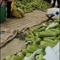 广西兴宁区白瓜大量上市中，白菜价格欢迎各地老板