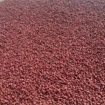 新疆饲料枣质量好价格便宜喂牛羊喂猪都可以