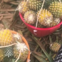 广东徐闻县菠萝