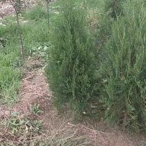 侧柏一米五左右侧柏大量