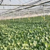 长年种植广东菜心，自产自销，欢迎新老朋友的到来