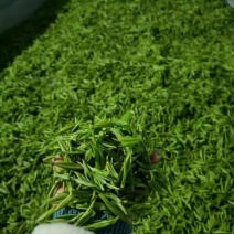湘西高山云雾绿茶，红茶，电话和微***********