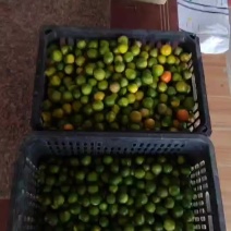 海南金桔