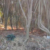 马尾铁