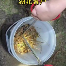 干货蜈蚣出售