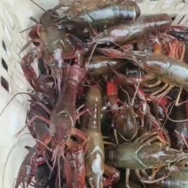 小龙虾