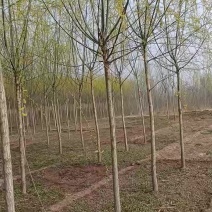 精品垂柳，基地自产自销