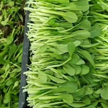 鸡毛菜