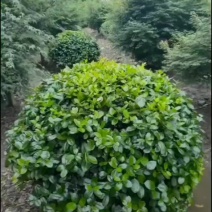 冠幅60厘米无刺枸骨球