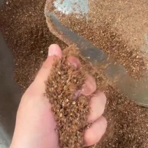 枣粉高度粉高能量喂牛羊的好东西