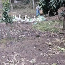 自己养的白鹅