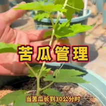 苦瓜苗