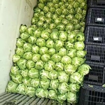 精品牛心包大量供应中1-2斤的个头