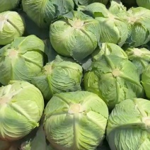 精品莲花白大量供应