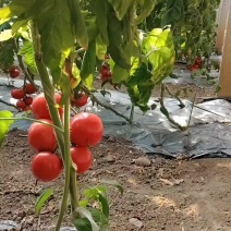 西红柿！自己家大棚种植