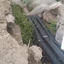 西红柿浙粉202