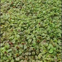 广东红苋菜产地货源充足现摘现发欢迎随时联系看货