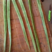 有十吨左右的鲜贡菜等待出售