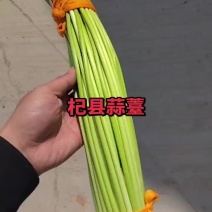 杞县红帽蒜薹陆续上市价格美丽