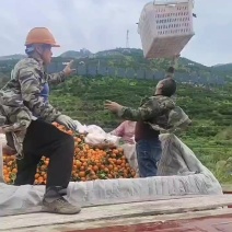 奉节脐橙一树果六毛上车