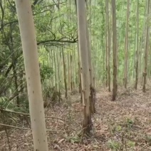 桉树
