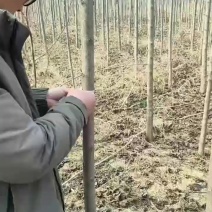 百亩楸树