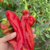 红陇椒