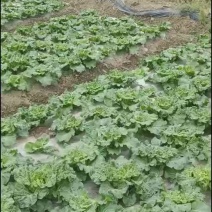 麻叶菜