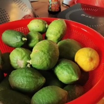 广东香水柠檬