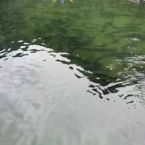大山里的山泉水养殖三代鲟鱼