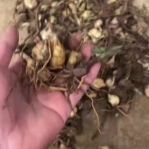 卷的百合现货3顿