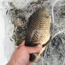 野生鲫鱼，黑鱼