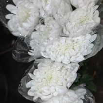 广州菊花全国发货欢迎合作