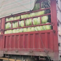 黄心大白菜