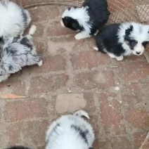 牧羊犬