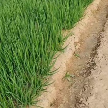 小葱