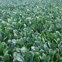 加工厂菠菜