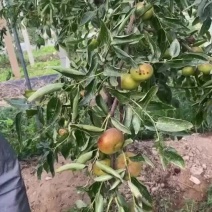 油潘冬枣