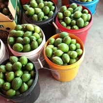 广东香水柠檬