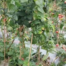 西红柿小果