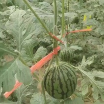 珍珠红西瓜