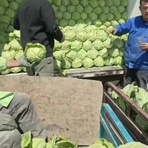 甘蓝山东郯城基地货质量保证价格优惠