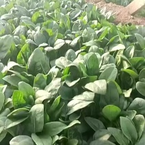 菠菜
