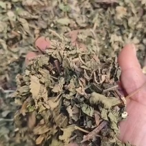 天名精