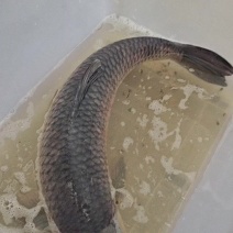 青鱼