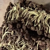 江西广昌精品5号茶树菇