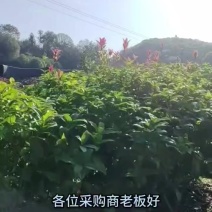 【热卖】桂花树四季桂球、树现挖现发可视频看货