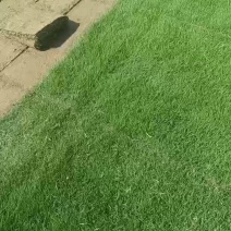 草皮