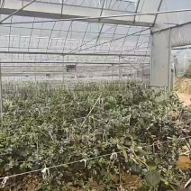 云南抚仙湖蓝莓，L11